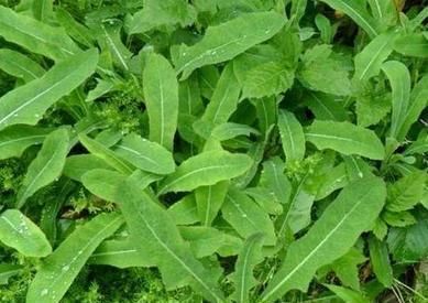 【必一】守护身边那一抹绿——颜徐学校植树节运动纪实(图4) 必一